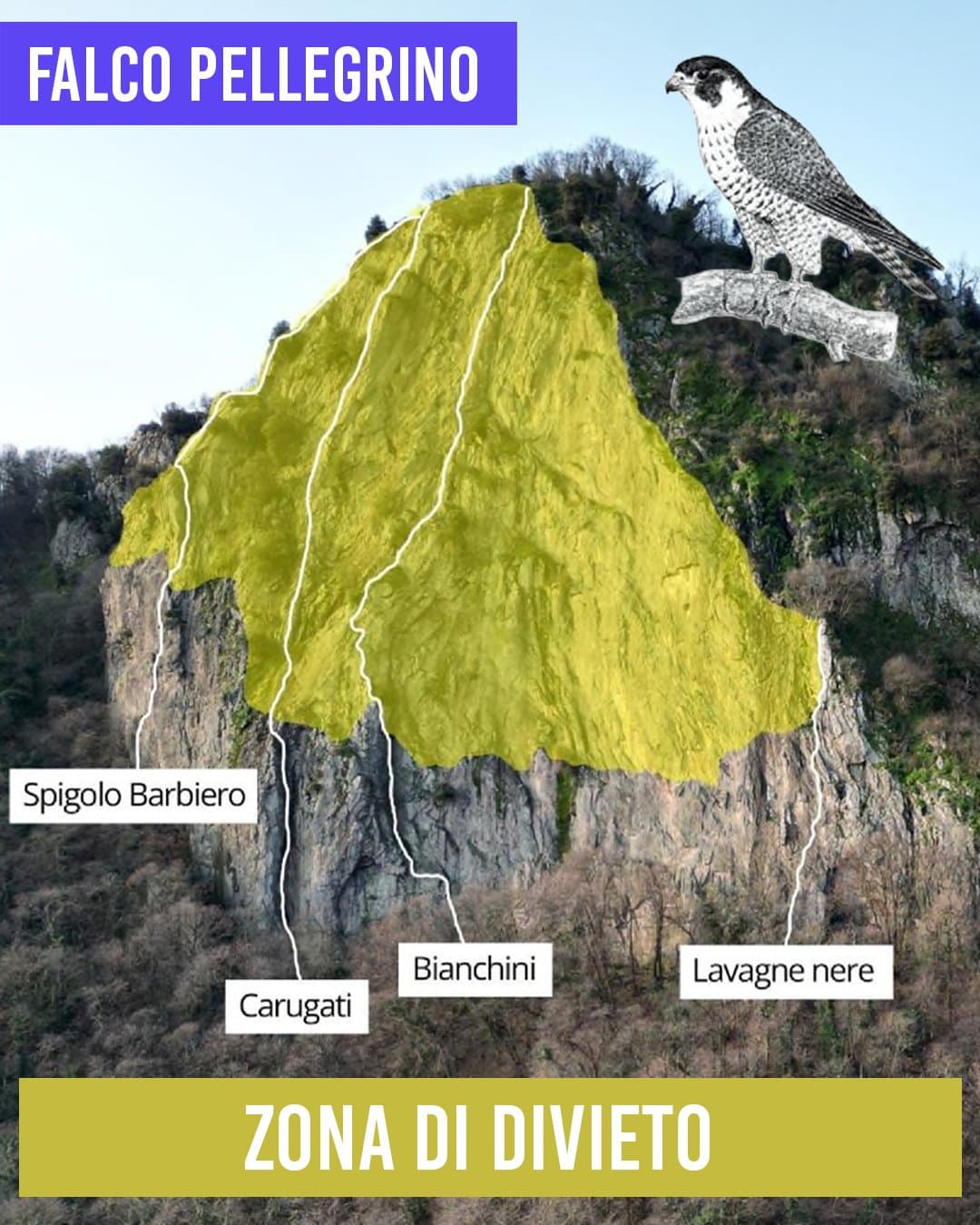 Divieto di arrampicata a Rocca Pendice per tutelare il falco pellegrino