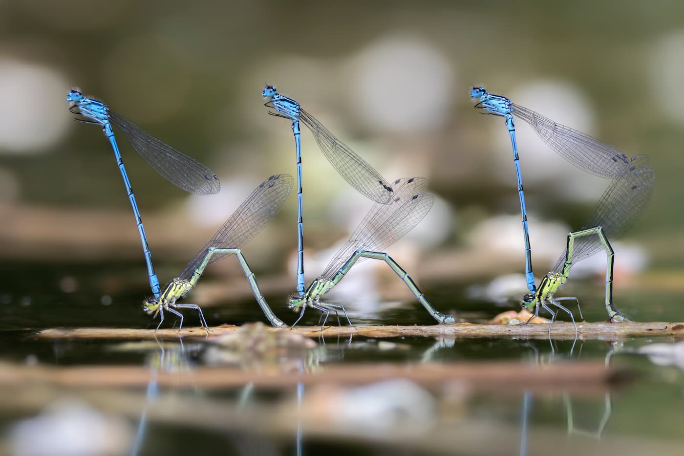 Azzurrine comuni (Coenagrion puella). Ph. Francesco Fava