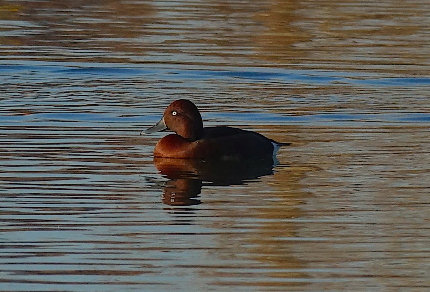 Moretta tabaccata (Aythya nyroca). Ph. Tomaso Bisol