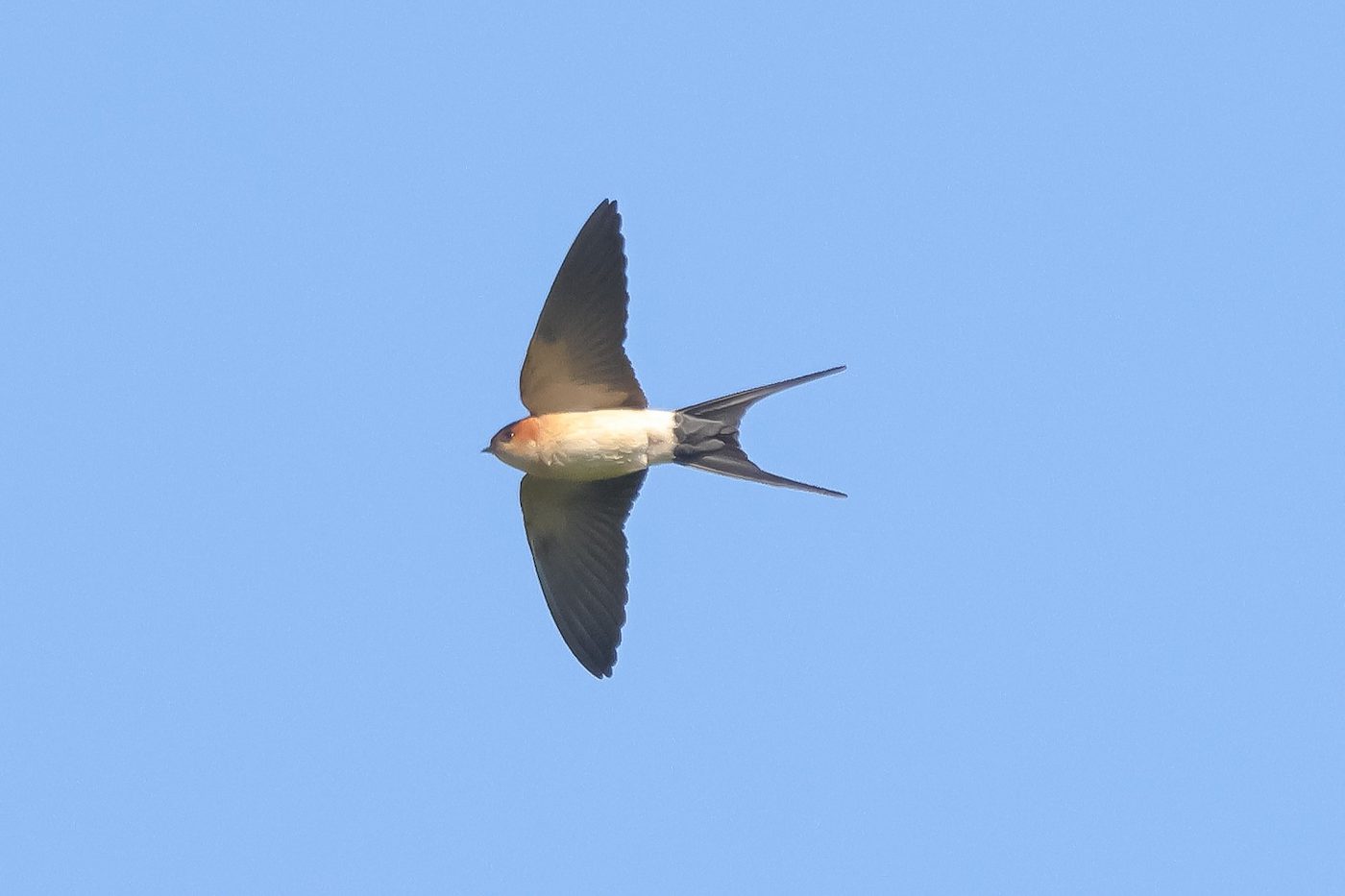 Rondine rossiccia (Cecropis rufula). Ph. Fabio Moretto
